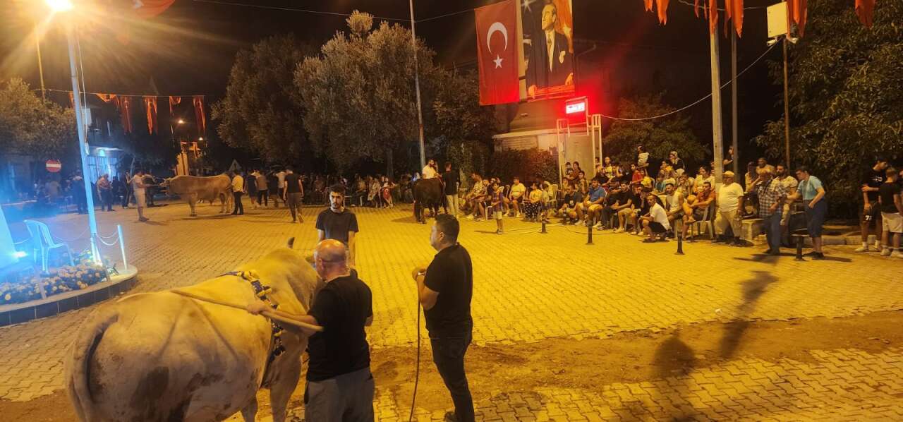 Yerkesik’te Boğa Güreşlerinde Bir İlk: Festival 2 Gün Sürecek 2